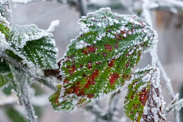 Primo Piano Alcune Foglie Mora Ricoperte Brina — Foto Stock