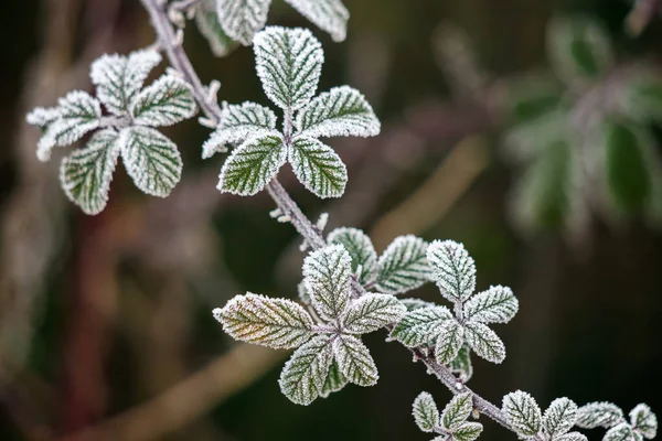 Close Some Blackberry Leaves Covered Hoar Frost — Stock Photo, Image