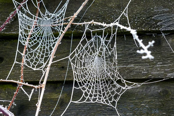 Ragnatela Ragni Scintillante Con Brina Gelo Inverno Mattina — Foto Stock