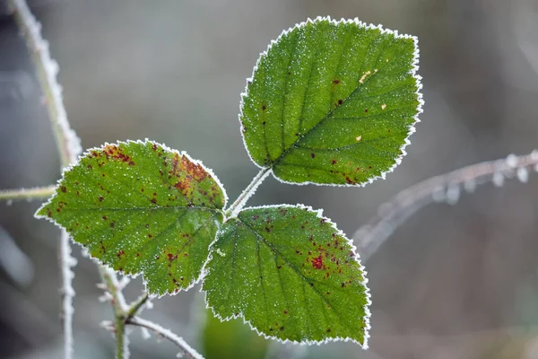 Primo Piano Alcune Foglie Mora Ricoperte Brina — Foto Stock