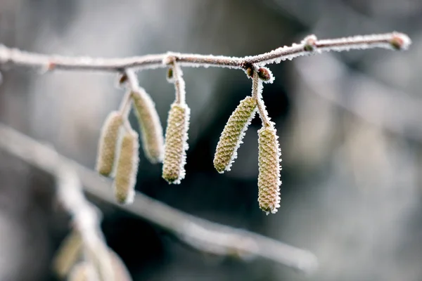 Catkins Hazel Corylus Avellana Tree Covered Hoar Frost Winters Day — Stock Photo, Image