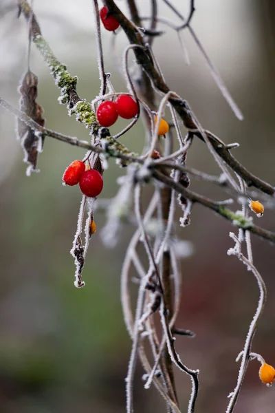 Bacche Rosse Selvatiche Ricoperte Brina Una Fredda Giornata Invernale — Foto Stock