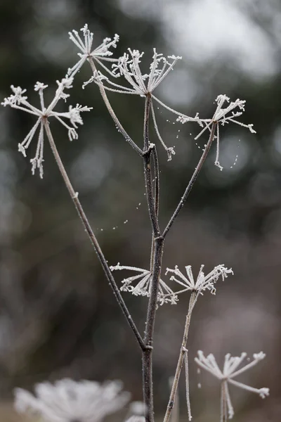 Erba Morta Ricoperta Brina Una Fredda Giornata Invernale East Grinstead — Foto Stock