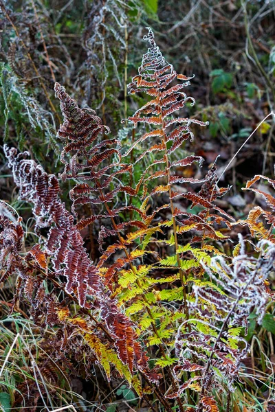 Samambaia Decomposição Colorida Coberta Com Geada Dia Inverno — Fotografia de Stock