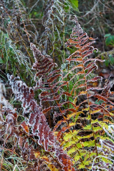 Felce Colorata Decomposizione Ricoperta Brina Giorno Inverno — Foto Stock