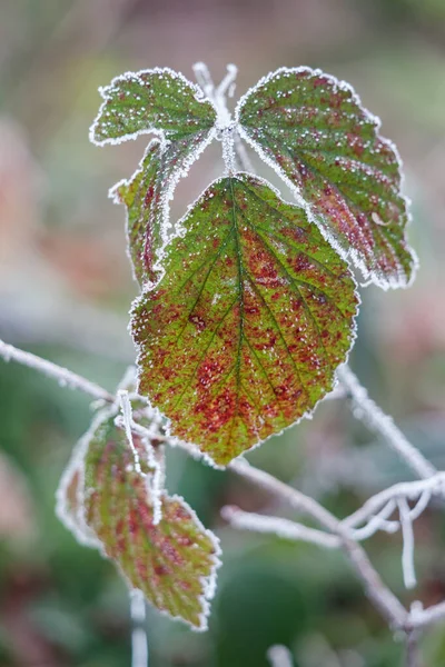 Primo Piano Alcune Foglie Mora Ricoperte Brina — Foto Stock