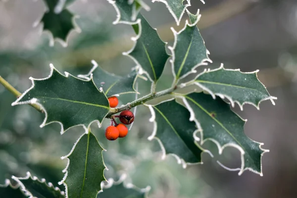 Folhas Azevinho Ilex Cobertas Com Geada Porco Inverno — Fotografia de Stock