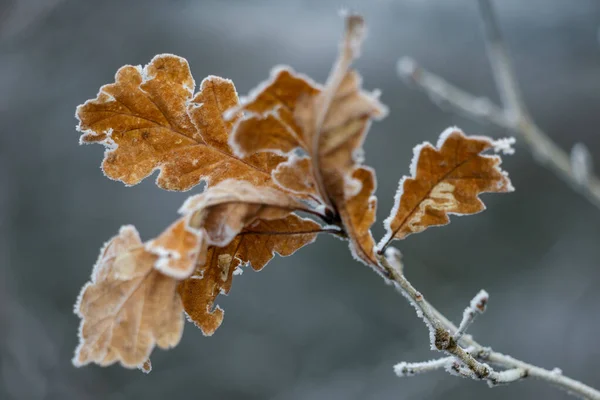 Gefrorene Blätter Einer Eiche Mit Frost Bedeckt — Stockfoto