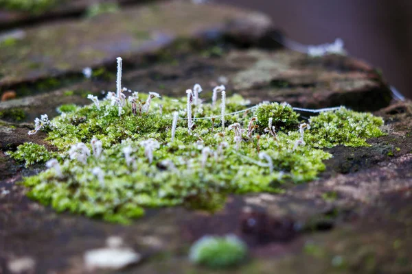 冬の日に霜で覆われた壁の苔の塊 — ストック写真