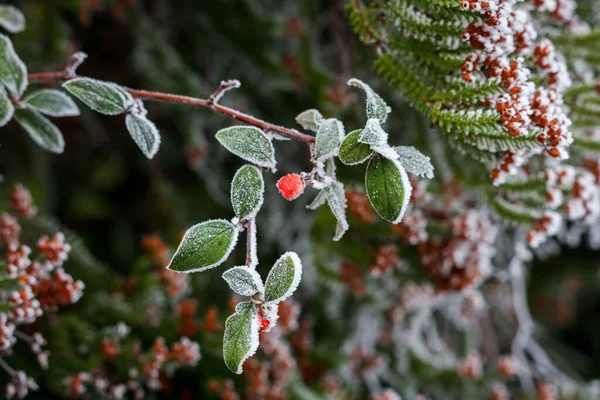 Bacche Cotoneaster Rosso Ricoperte Brina Freddo Giorno Inverno — Foto Stock