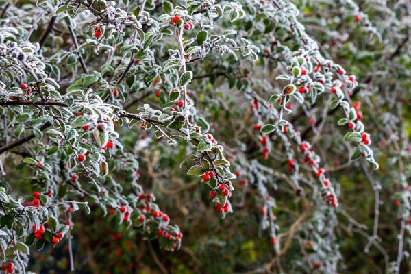寒い冬の日に霜で覆われた赤いコトネスターの果実 — ストック写真