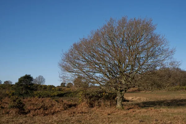 Vista Floresta Ashdown East Sussex Dia Ensolarado Inverno — Fotografia de Stock