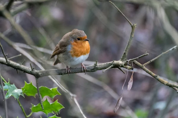 Robin Looking Alert Tree Cold Winters Day — Stock Photo, Image