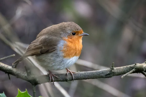 Robin Mirando Alerta Árbol Día Frío Inviernos — Foto de Stock