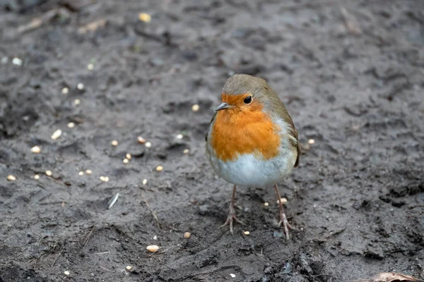 Close Alert Robin Standing Wet Muddy Path — Stock Photo, Image