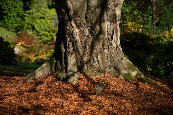 Beech Tree Leaves Autumn — Stock Photo, Image