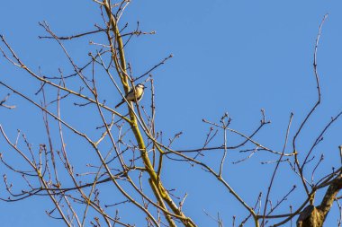 Great Tit perching in a tree enjoying the winter sunshine