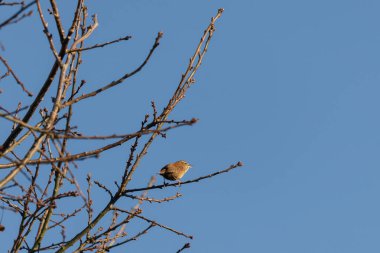 Minik Wren (Troglodit trogloditleri) kışın bir ağaca tünemiştir.