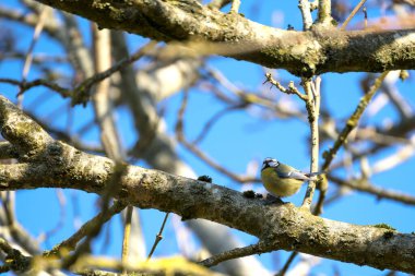 Blue Tit perching on a branch in the early morning spring sunshine