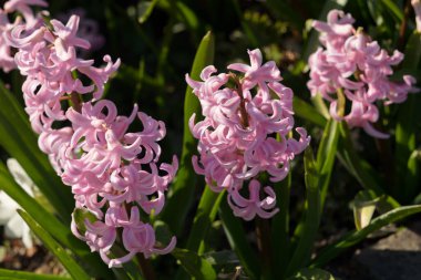 Bir grup pembe sümbül bahar güneşinde