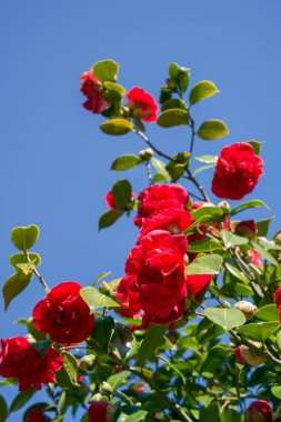 Baharda Doğu Grinstead 'de Kızıl Kamelya çiçek açmış.