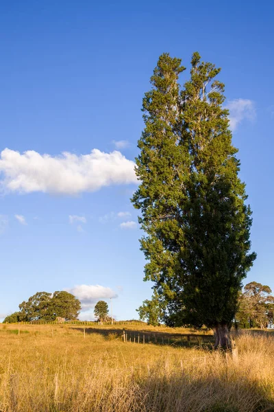 Höga Poplar Träd Matakohe Countryside — Stockfoto