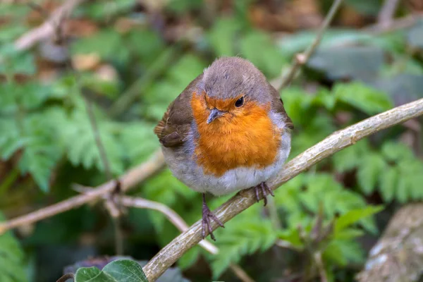 Robin Regardant Alerte Dans Arbre Par Une Froide Journée Printemps — Photo