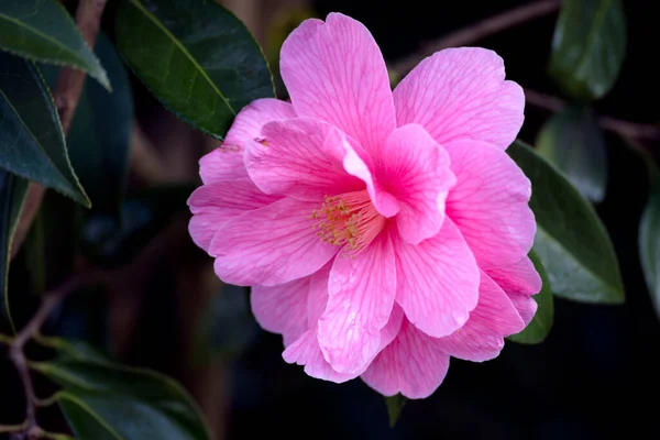 Camélia Rosa Plena Floração Primavera — Fotografia de Stock