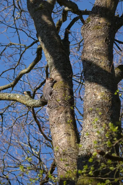 Esquilo Cinzento Sciurus Carolinensis Observando Uma Árvore — Fotografia de Stock