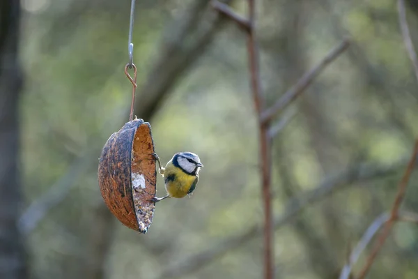 Blue Tit Clinging Coconut Shell Early Morning Spring Sunshine — Stockfoto