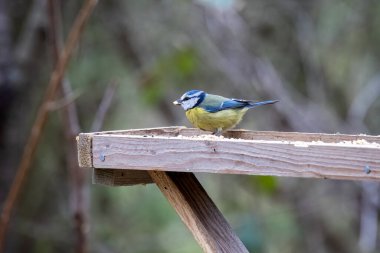 Blue Tit on a wooden table with a seed in its beak