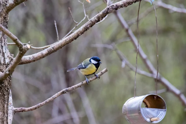 Great Tit Perched Branch Looking Home Made Feeder — Stok fotoğraf