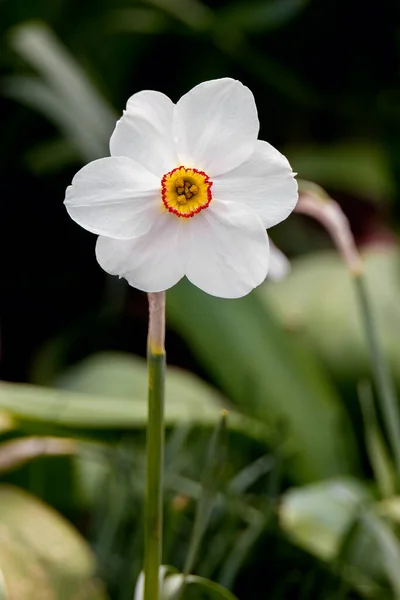 Lkbaharda Çiçek Açan Sülün Gözlü Nergis Narcissus Şiiri — Stok fotoğraf