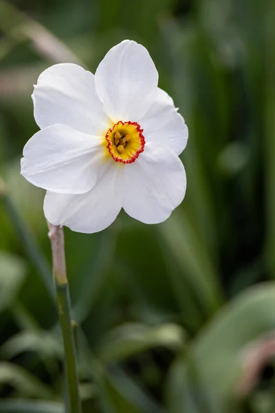 Lkbaharda Çiçek Açan Sülün Gözlü Nergis Narcissus Şiiri — Stok fotoğraf