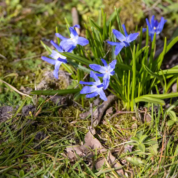 Glory Snow Scilla Luciliae Flowering Spring Sunshine — Stock Photo, Image