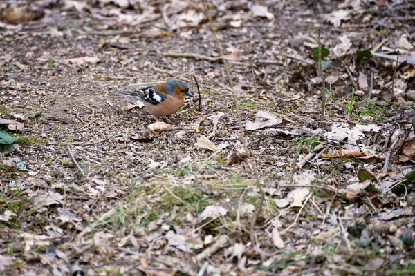 Chaffinch Coelebs Fringilla Chão — Fotografia de Stock