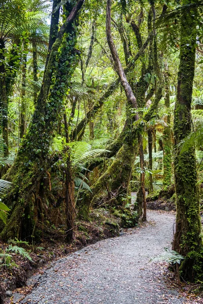 Mírný Deštný Prales Novém Zélandu — Stock fotografie