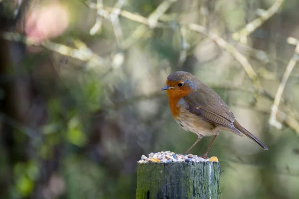 Gros Plan Sur Une Alerte Robin Debout Sur Tronc Arbre — Photo