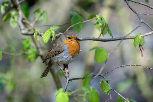 Robin Regardant Alerte Dans Arbre Par Une Froide Journée Printemps — Photo