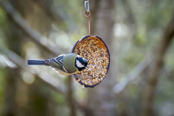 Great Tit Clinging Coconut Shell Eating Seed — Stockfoto