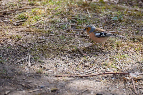 Fringuello Fringilla Coelebs Terra Cerca Cibo — Foto Stock