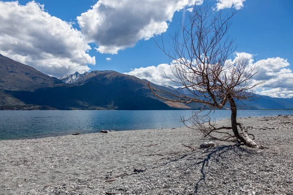 Árbol Muerto Orillas Del Lago Wanaka Nueva Zelanda — Foto de Stock