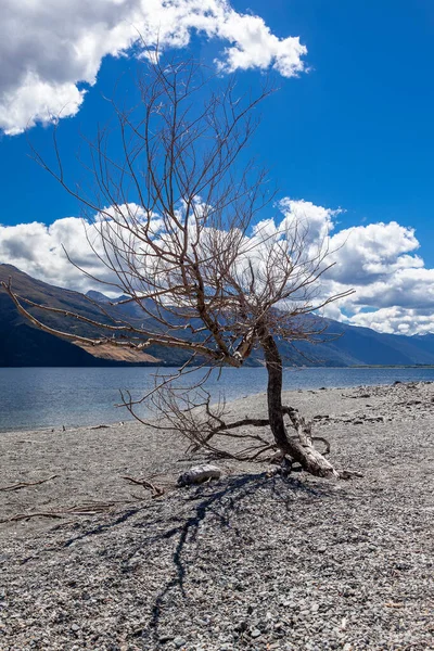 Toter Baum Ufer Des Lake Wanaka Neuseeland — Stockfoto
