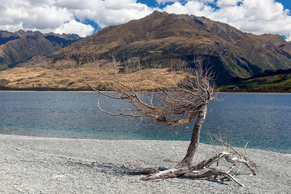 Árbol Muerto Orillas Del Lago Wanaka Nueva Zelanda —  Fotos de Stock