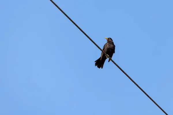 Blackbird Turdus Merula Hankön Placerad Telefonledning — Stockfoto