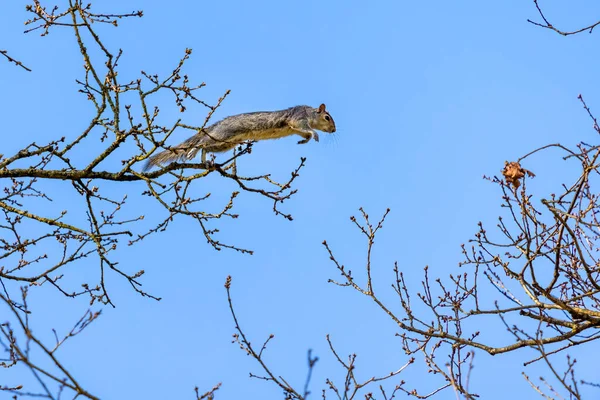 Szürke Mókus Sciurus Carolinensis Ugrás Egyik Fáról Másikra — Stock Fotó