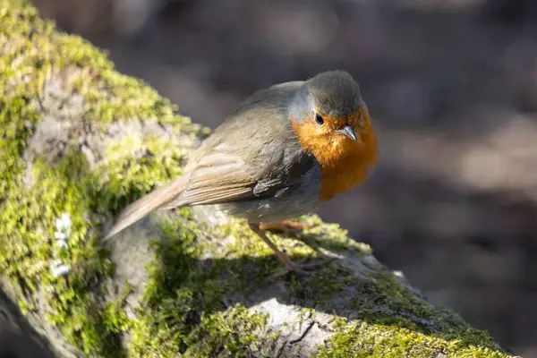 Robin Debout Sur Une Branche Couverte Mousse Soleil Printemps — Photo