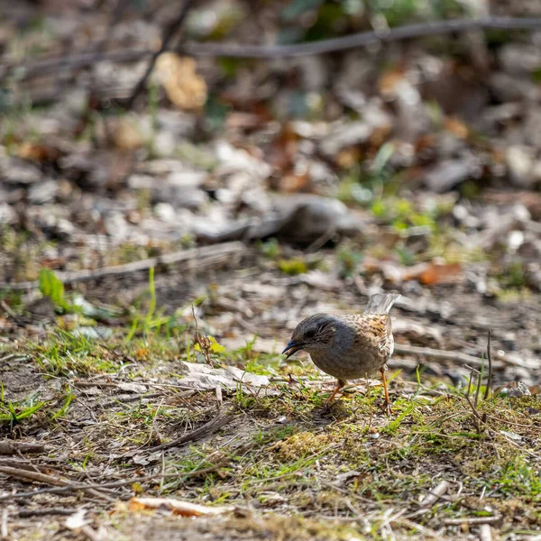 Dunnock Häck Accentor Krontaket Golvet — Stockfoto