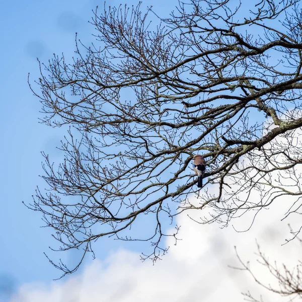 Geai Eurasie Garrulus Glandarius Perché Dans Arbre — Photo