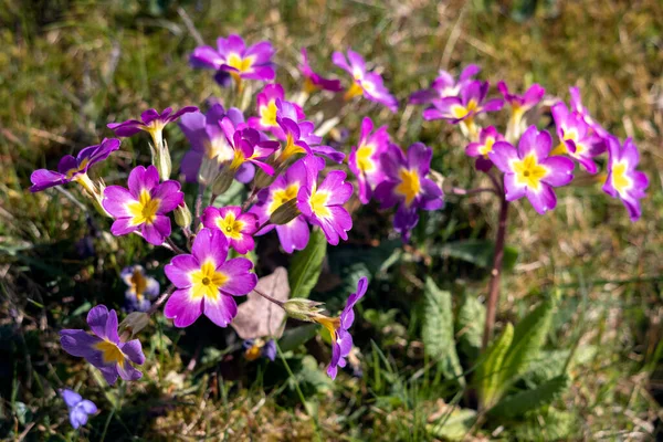 Grupo Magenta Primroses Florescendo Sol Primavera — Fotografia de Stock